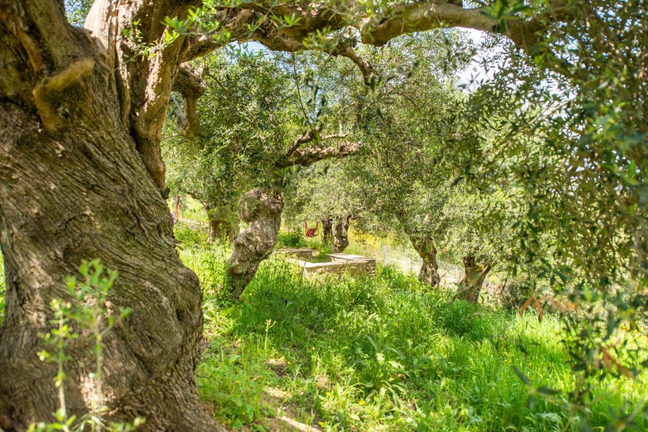 Hakuna Matata Holidays Wooden Lodge With Airco & Pool In Greek Olive Grove Метони Экстерьер фото